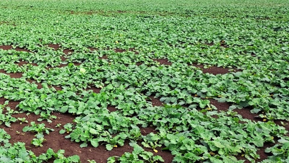 ������ ����: ������������ ������� ��� ����������