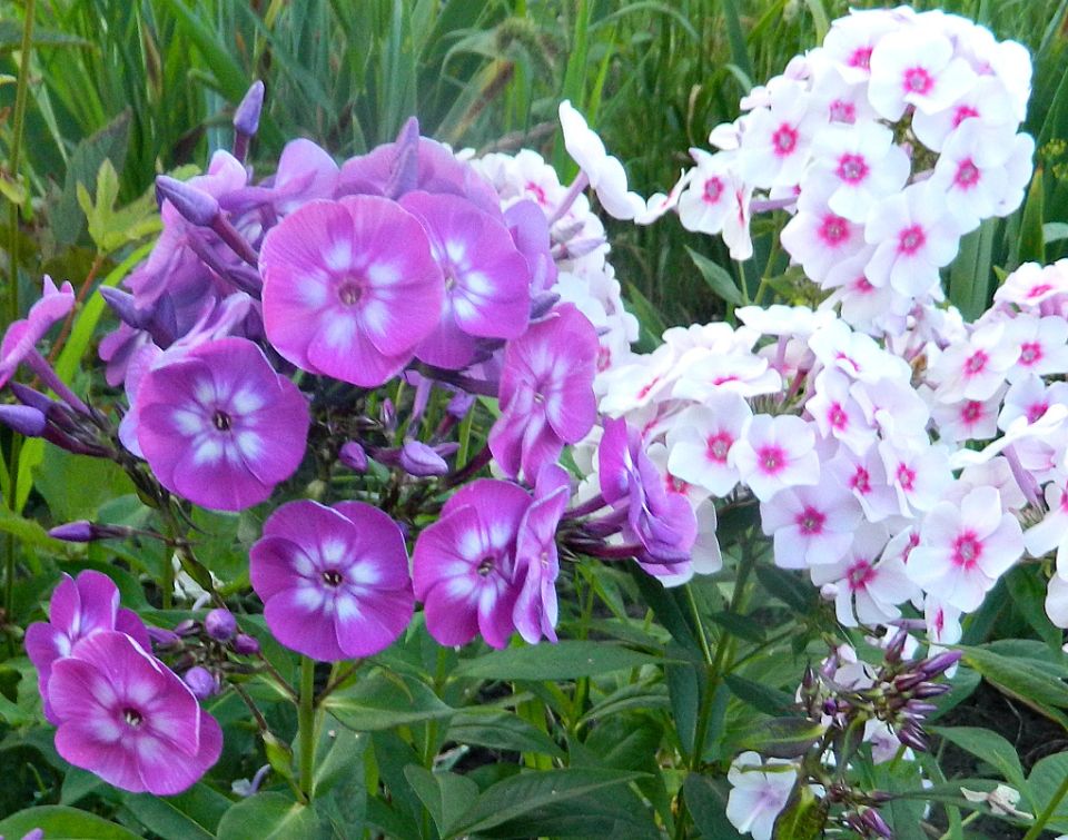 ��������� ���� �� �������: ���������, ������� � ������������