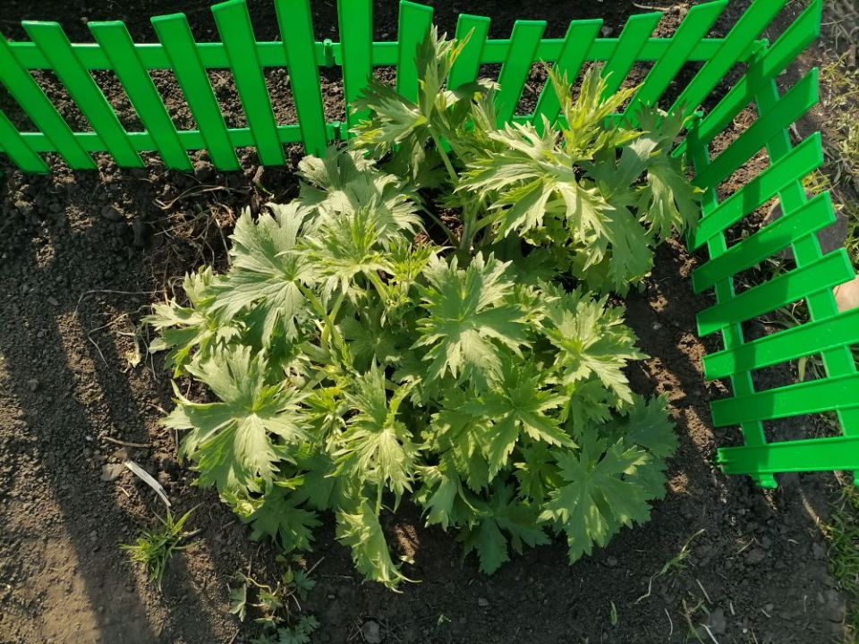 ����� ����������� �����������