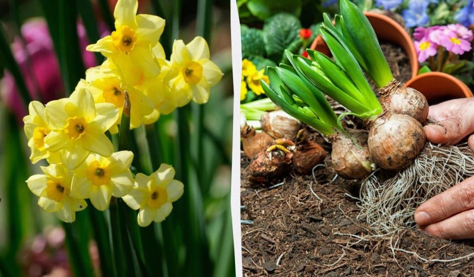 ���� �� ���������� ����� ��������: ������ ��� ��������� ���������