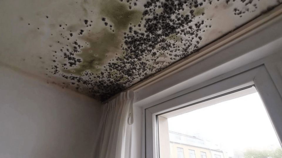 ������� � ��������: ��� ������ � ���� ���������� �� �������