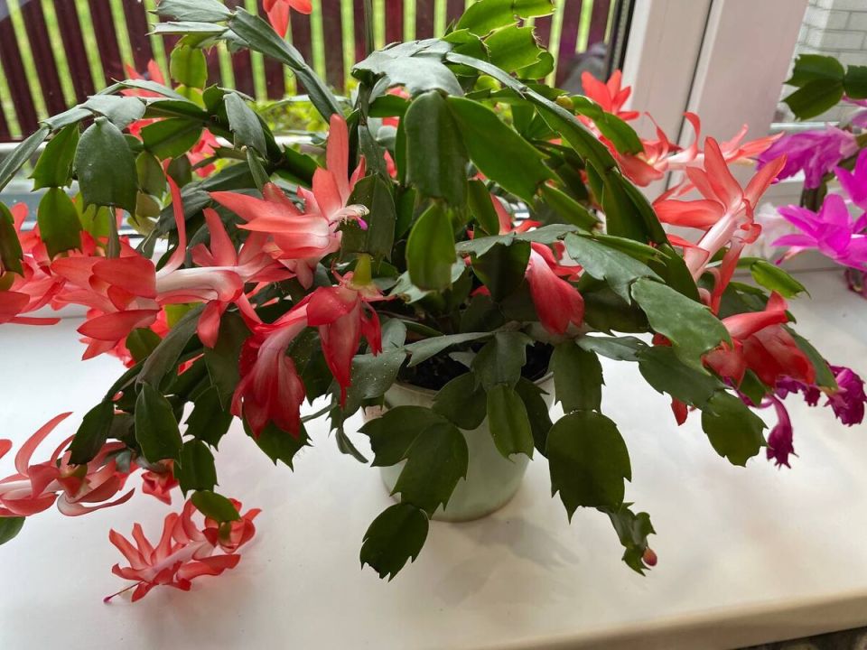 ��� �������� ���������� �������� �����������: ������� � ������