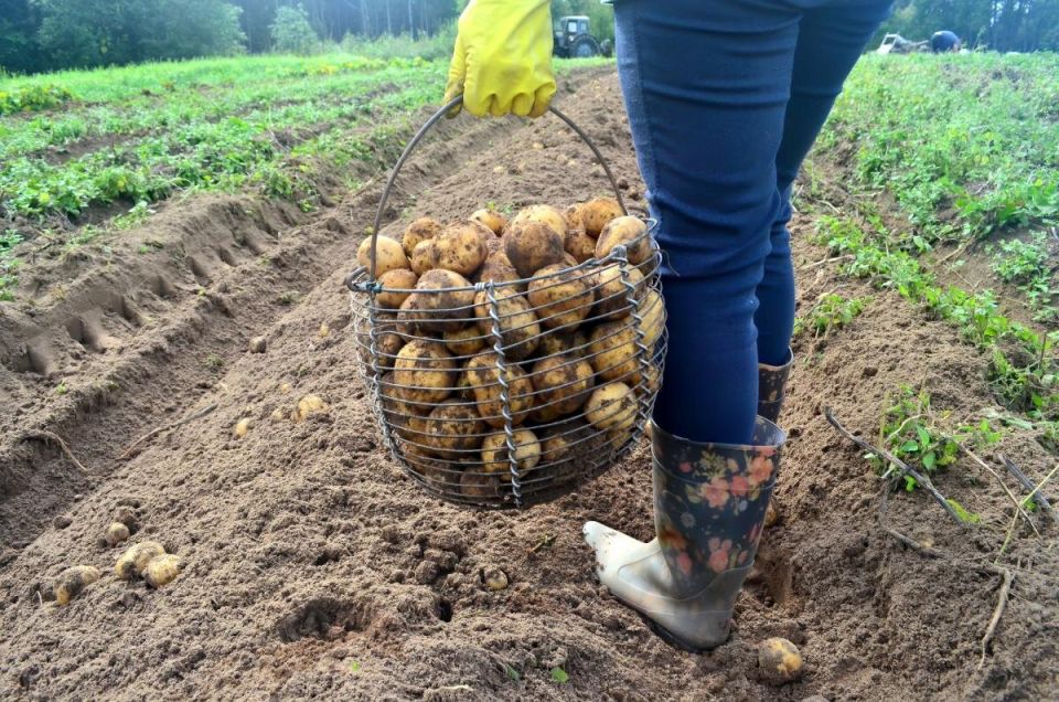 ��� ������� ������� ����� ��� �������: ��� ������ ����� ���������?