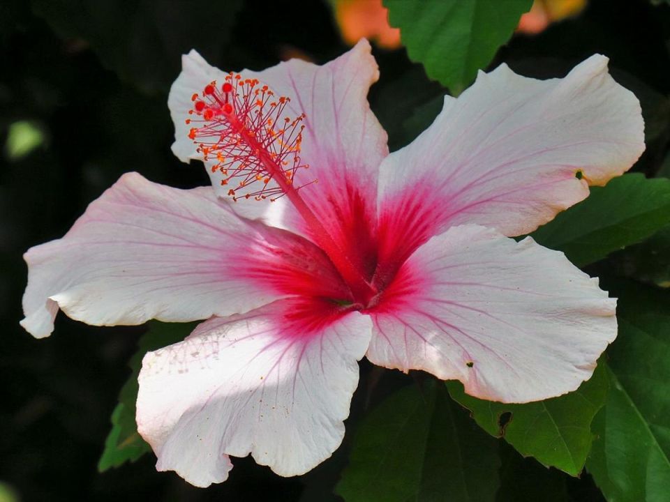 ������ ���� �� ����������: �������, ������� ����� �����