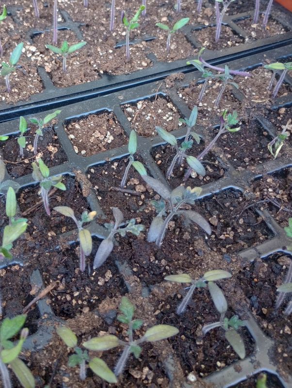 ���������� ������ �������: ��� ���������� ������ ��������