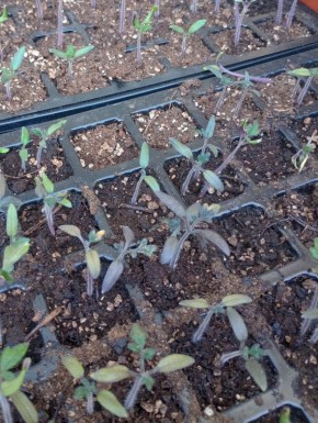 ���������� ������ �������: ��� ���������� ������ ��������