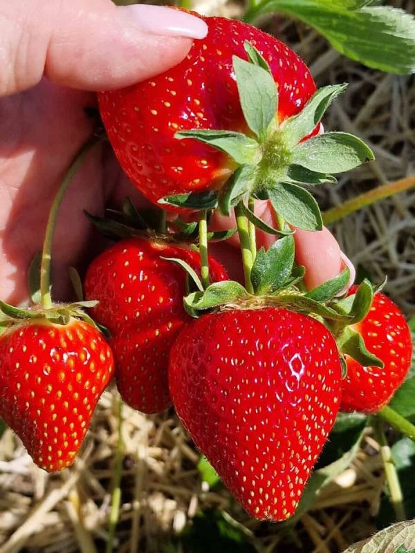 ��� ���������� �������� ������� �������: ������� ������������ ���������