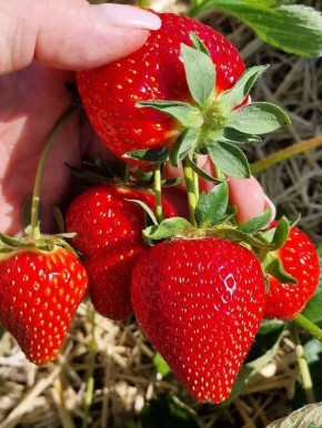 ��� ���������� �������� ������� �������: ������� ������������ ���������