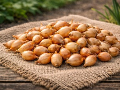 ��� �������� ������������ ����: ������� ��������� ������ �����