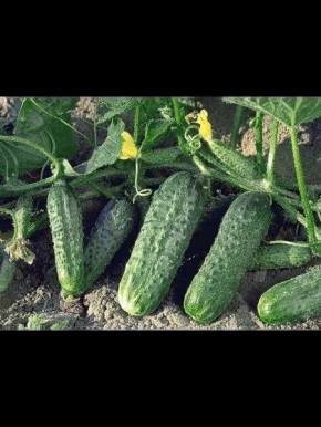 ������ �����������: ��������� ����� ��� ������� ����� � ������� ���������