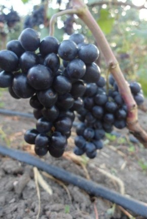 �������� �� �����: ������� ������ ����� ��� ������� �����