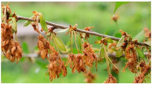 ��� ������ ����� �� ���������: ����������� ���������