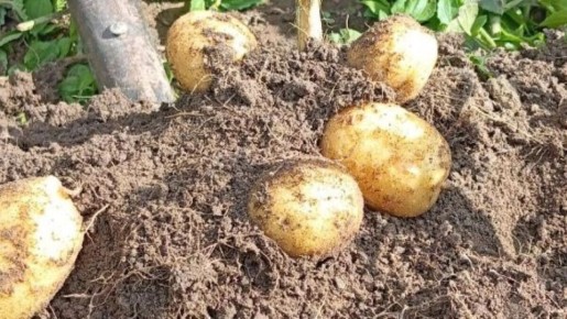 ��� ��������� ��������� ��������� �� �����: ������� �������� ������� � �����