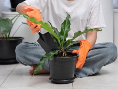 ������ ���� �� ����������: ��� �� ��������� � �����������