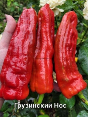 ���������� ���: ����� � ���������� � ����������� ��������� ����������