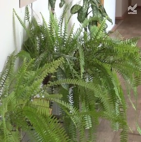 �������� �������, ������� �������� � �������� �������