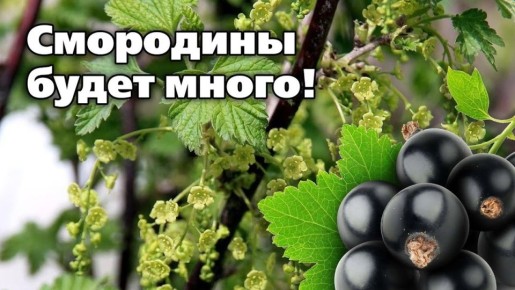 ������ ���� ��������� ����� �� ����������