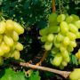 Виноград Блондинка: ранний сорт с потрясающим вкусом и крупными гроздьями