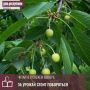 Что делать, если вишневое дерево начинает терять завязь