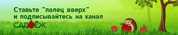 Секреты ухода за вишней: как добиться крупного и сладкого урожая