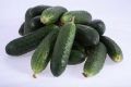 Огурец Виктория: секреты успешного выращивания