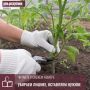 В июне томаты обязательно нужно формировать, иначе они быстро загущаются: идут пасынки, нарастает листва, закладываются кисти