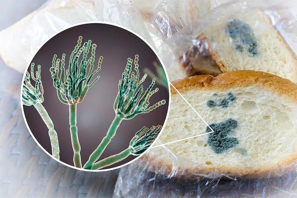 Опасность плесени в продуктах: что нужно знать