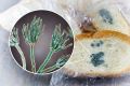 Опасность плесени в продуктах: что нужно знать