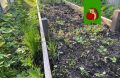 Как приручить агрессивную сныть: советы по борьбе с непростым сорняком