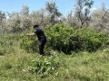 В Прикубанском районе полицейские уничтожили очаг дикорастущей конопли