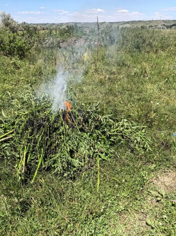 Полицейские Карачаево-Черкесской Республики продолжают межведомственную оперативно-профилактическую операцию «Мак» Полицейские Карачаево-Черкесской Республики продолжают межведомственную оперативно-профилактическую операцию «Мак»