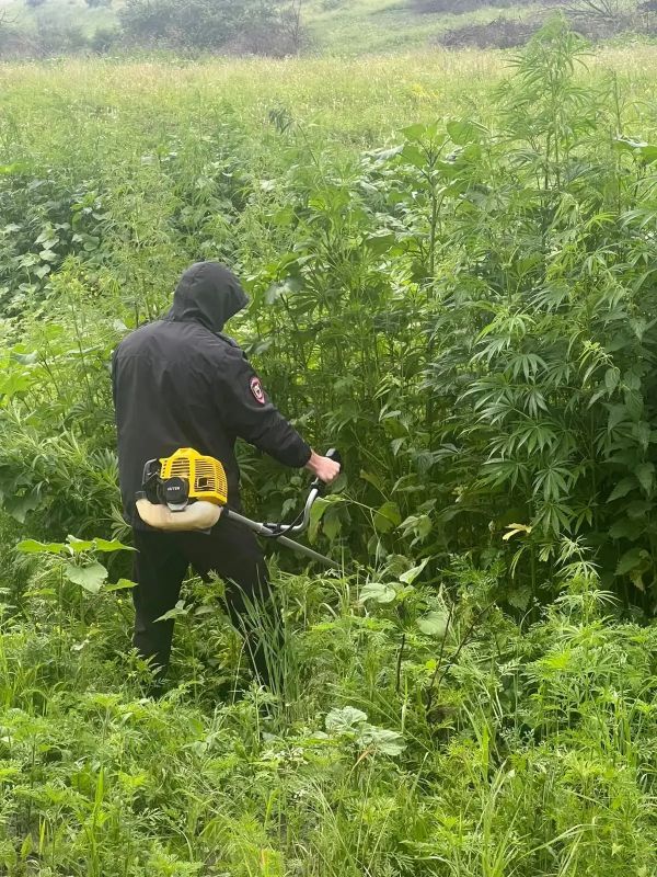 Полицейские Карачаево-Черкесской Республики продолжают межведомственную оперативно-профилактическую операцию «Мак» Полицейские Карачаево-Черкесской Республики продолжают межведомственную оперативно-профилактическую операцию «Мак»