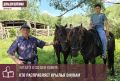 В семье Сурхаевых из Нижней Теберды под общей крышей проживают три поколения