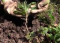 10 простых и безопасных способов избавиться от сорняков без химии