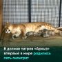 В Карачаево-Черкесии на свет появились сразу пять лилигрят