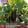 Июль — ключевой месяц для плодоношения баклажанов