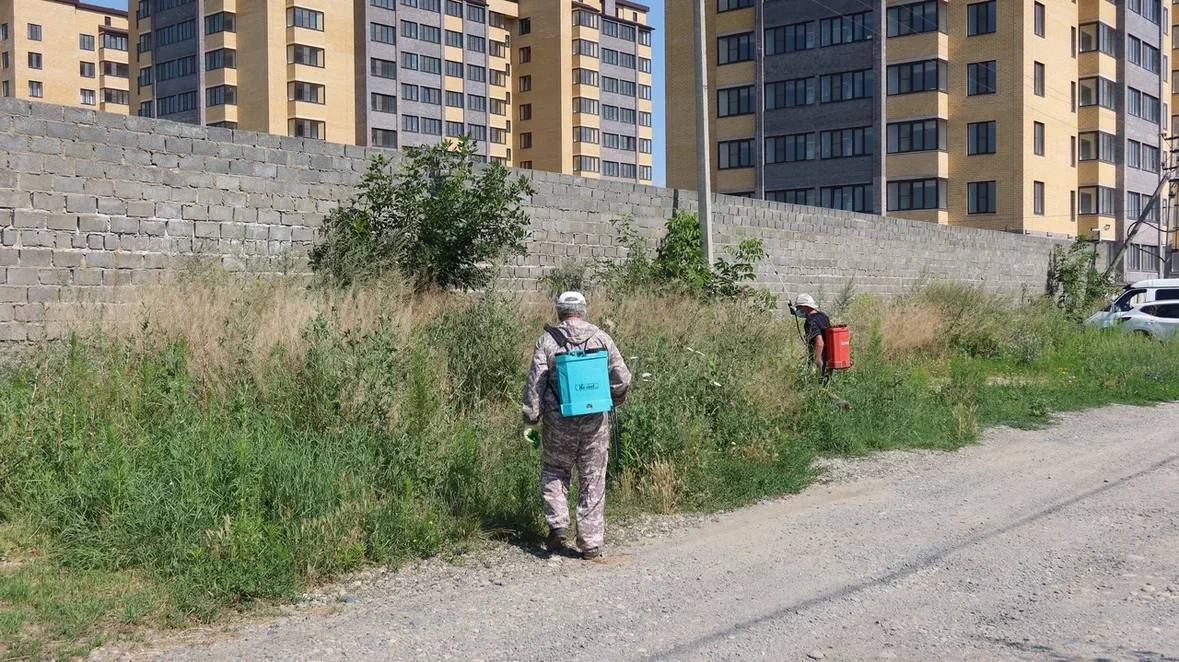 Алексей Баскаев: В Черкесске обработают около 100 гектаров амброзии Алексей Баскаев: В Черкесске обработают около 100 гектаров амброзии