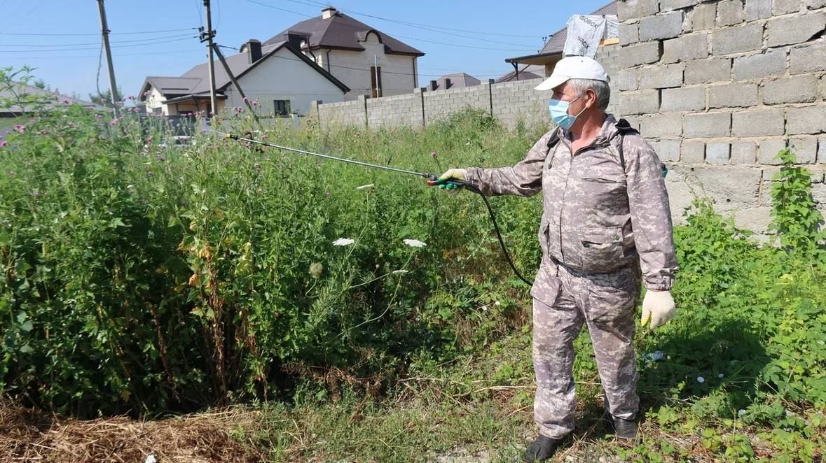 Алексей Баскаев: В Черкесске обработают около 100 гектаров амброзии Алексей Баскаев: В Черкесске обработают около 100 гектаров амброзии