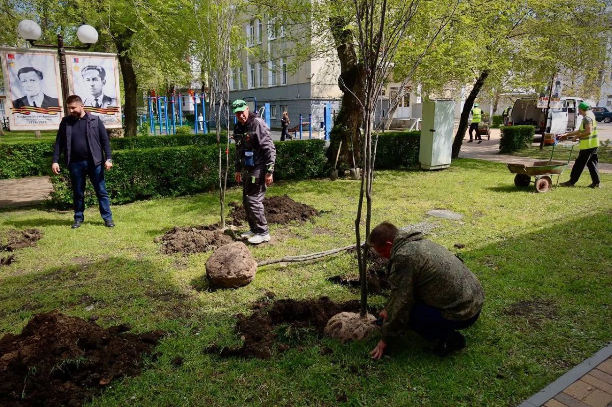 Алексей Баскаев: Около 130 деревьев высадим на общественных территориях Черкесска до конца года Алексей Баскаев: Около 130 деревьев высадим на общественных территориях Черкесска до конца года