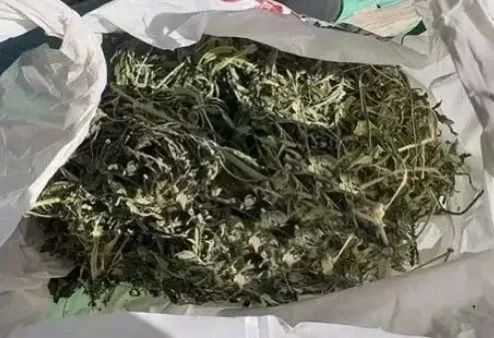 Полицейские изъяли у жителя Теберды наркотическое средство в крупном размере